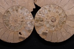 belle ammonite sciée recto/verso avec loges en quartz et calcite jaune  jurassique  Normandie - FRANCE