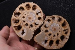 belle ammonite sciée recto/verso avec loges en quartz  jurassique  Normandie - FRANCE