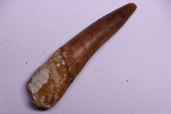 dent de dinosaure SPINOSAURUS AEGYPTIACUS