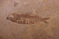 poisson fossile KNIGHTIA EOCAENA - Eocène - green river formation - WYOMING, USA