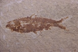 poisson fossile KNIGHTIA EOCAENA - Eocène - green river formation - WYOMING, USA