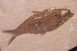 poisson fossile KNIGHTIA EOCAENA - Eocène - green river formation - WYOMING, USA