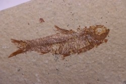 poisson fossile KNIGHTIA EOCAENA - Eocène - green river formation - WYOMING, USA