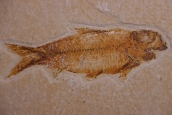 poisson fossile KNIGHTIA EOCAENA - Eocène - green river formation - WYOMING, USA