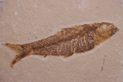 poisson fossile KNIGHTIA EOCAENA - Eocène - green river formation - WYOMING, USA