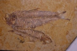 poisson fossile KNIGHTIA EOCAENA - Eocène - green river formation - WYOMING, USA