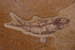 poisson fossile KNIGHTIA EOCAENA - Eocène - green river formation - WYOMING, USA