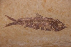 poisson fossile KNIGHTIA EOCAENA - Eocène - green river formation - WYOMING, USA