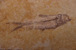poisson fossile KNIGHTIA EOCAENA - Eocène - green river formation - WYOMING, USA