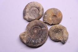 set of 4 ammonites   bathonian  Nièvre 58 - FRANCE