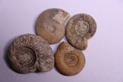 set of 4 ammonites   bathonian  Nièvre 58 - FRANCE