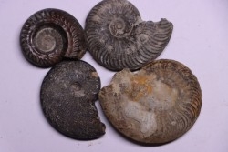 set of 4 ammonites   toarcian  Aveyron - FRANCE