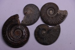set of 4 ammonites   toarcian  Aveyron - FRANCE