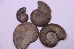 set of 4 ammonites   toarcian  Aveyron - FRANCE