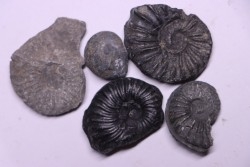lot de 5 ammonites a déterminer  Albien  Perou