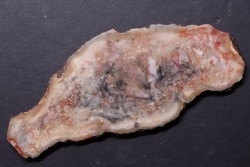 coprolithe de dinosaure - jurassique - Morrison Formation