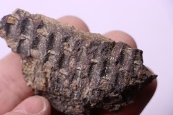 dinosaur part jaw with tooth: edmontosaurus annectens - Hell Creek  Formation - lower cretaceous - Dawson County, Montana