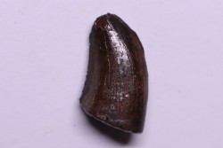 dent de dinosaure: Tyrannosaure rex - Hell Creek  Fmt - crétacé supérieur - Carter County, Montana