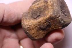 vertèbre de dinosaure  Pachycephalosaurus Grangeri - Hell Creek  Fmt - crétacé supérieur - Montana - USA