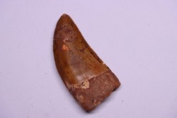 Carcharodontosaurus saharicus