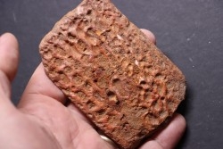 PLAQUE DERMIQUE DE CROCODILE: Elosuchus cherifiensis - Cenomanien - Kem Kem , begaa prés de Taouz, MAROC