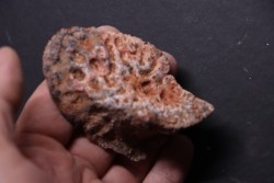 CROCODILE DERMAL PLATE: Elosuchus cherifiensis (Lavocat, 1955) - Cenomanian - Kem Kem , begaa, Taouz area, MOROCCO