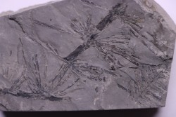 Fougère:  Annularia stellata - Stephanian (carboniferous)  Mine les Fouthiaux, Sanvignes les Mines (71) FRANCE
