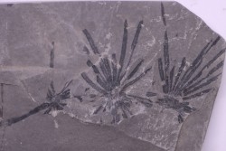 Fougère:  Annularia stellata - Stephanian (carboniferous)  Mine les Fouthiaux, Sanvignes les Mines (71) FRANCE