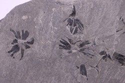 Fougère:  Sphenophyllum emarginatum - Stephanian (carboniferous)  Mine les Fouthiaux, Sanvignes les Mines (71) FRANCE