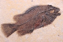 poisson fossile Cockerellites liops - green river fmt - eocène - USA