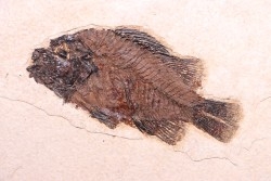 poisson fossile Cockerellites liops - green river fmt - eocène - USA