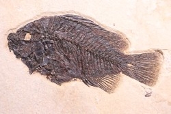 poisson fossile Cockerellites liops - green river fmt - eocène - USA