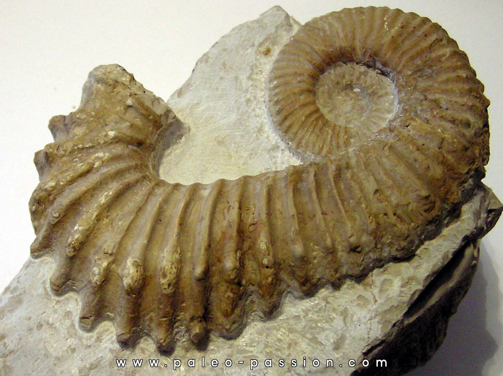 PSEUDOCRIOCERAS BREVE PSEUDOCRIOCERAS BREVE