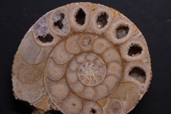 belle ammonite sciée recto/verso avec loges en quartz  jurassique  Normandie - FRANCE