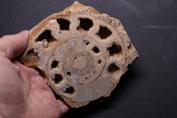 belle ammonite sciée avec loges en quartz - jurassique - Normandie, FRANCE