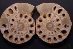 belle ammonite sciée recto/verso avec loges en quartz  jurassique  Normandie - FRANCE
