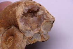 Lytoceras eudesianum - bajocien - Saint Vigor -14 - FRANCE