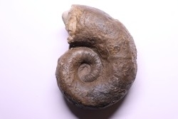 LYTOCERAS CORNUCOPIAE   toarcian  Belmont - France