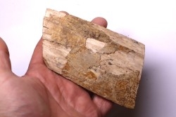 Mammoth ivory - Alaska, USA