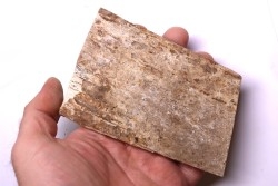 Mammoth ivory - Alaska, USA