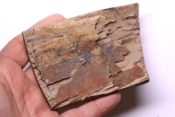 Mammoth ivory - Alaska, USA