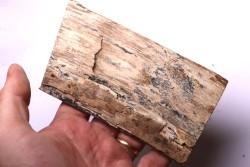 Mammoth ivory - Alaska, USA