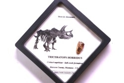 coffret dent de TRICERATOPS HORRIDUS