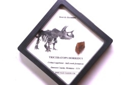 coffret dent de TRICERATOPS HORRIDUS