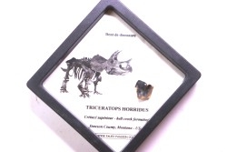 coffret dent de TRICERATOPS HORRIDUS