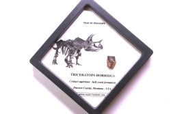 coffret dent de TRICERATOPS HORRIDUS