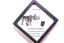 coffret dent de TRICERATOPS HORRIDUS