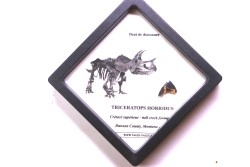 coffret dent de TRICERATOPS HORRIDUS