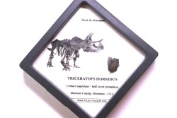 coffret dent de TRICERATOPS HORRIDUS