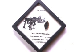 coffret dent de TRICERATOPS HORRIDUS